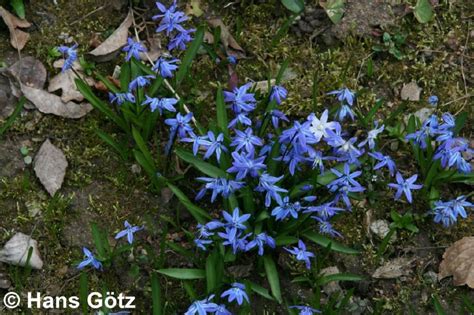 Other common names siberian squill. Scilla siberica - Sibirischer Blaustern | Häußermann ...
