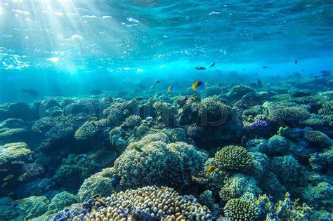 Red Sea Coral Reef With Hard Corals Stock Photo