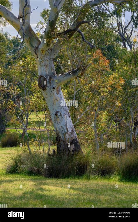 Australian Gum Tree Leaves Hi Res Stock Photography And Images Alamy