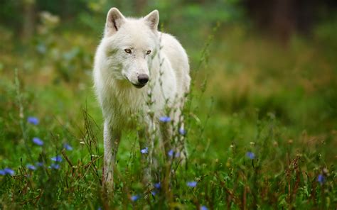Animals Wolf Wolves Fur Ears Nose Eyes Landscapes Nature Grass
