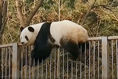 Panda Briefly Escapes Enclosure At Beijing Zoo Video