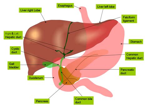 The abdomen houses several of the body's organs, and conditions of any of them can lead to pain. The Liver | Get Well Stay Well At Home