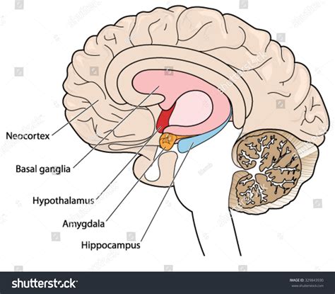 Brain Amygdala 602 Images Photos Et Images Vectorielles De Stock