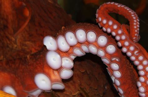Watch Friends Out Fishing Are Amazed To Find A Humongous Octopus On