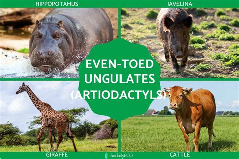 What Are Even Toed Ungulates Artiodactyls Characteristics And Examples