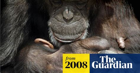 Female Chimpanzees Play A Subtle Mating Game Science The Guardian