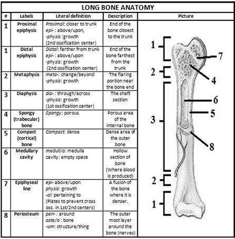 Pictures Bone Anatomy Worksheet Human Chart Beautiful