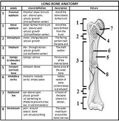 Diagram labeling the structure of a bone. Pictures Bone Anatomy Worksheet Human Chart Beautiful ...