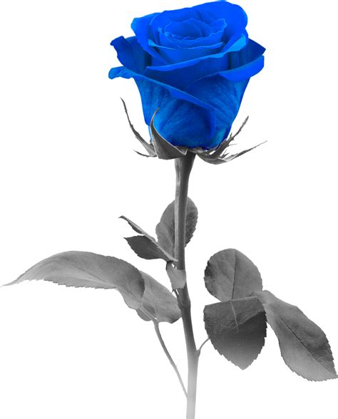 Blue Roses Png Png Image Collection