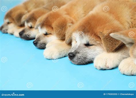Cute Akita Inu Puppies On Blue Background Baby Animals Stock Image