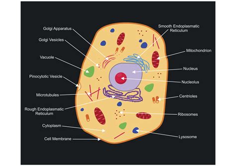 Animal cell simple diagram labeled. A Labeled Diagram of the Animal Cell and its Organelles ...