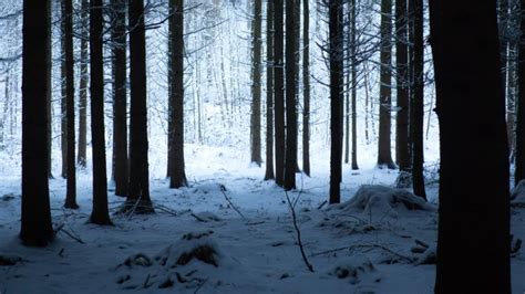 Animated Forest Snow 4k 1280x720 Wallpaper