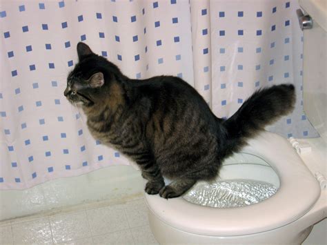 To start with, move kittys litterbox to the bathroom if its not already there. Cat Potty Training Product CitiKitty and its Mompreneur ...