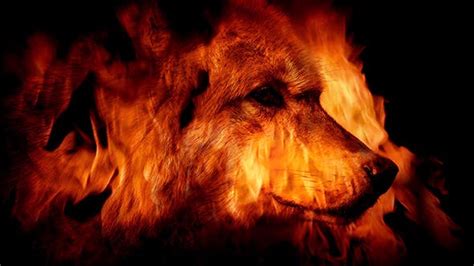 Wolf In Flames Abstract Stock Footage Videohive