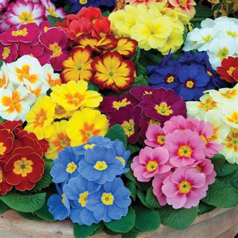 Piante da appartamento con fiori archives home design 2019. Nomi Fiori Tipi : Schede Con Nomi E Foto Di 60 Fiori Da Stampare O Scaricare Pianetabambini It ...