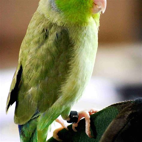 List Of Small Birds For Pets Although Still One Of The More Popular