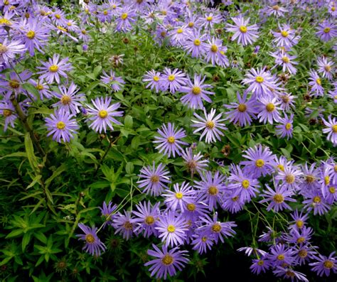 How To Grow Beautiful Fall Blooming Aster Purple Dome In Your Garden