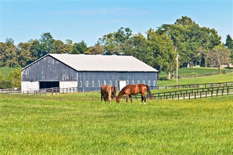 Equine Farm Sitting Peace Of Mind The Horse