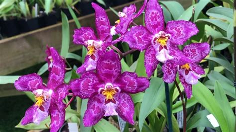 How To Care For And Repot Oncidium Orchids Potting Mix Fertiliser