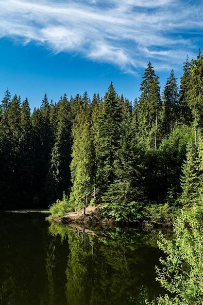 Premium Photo Coniferous Forest Near The Blue Sky Lake On A Summer