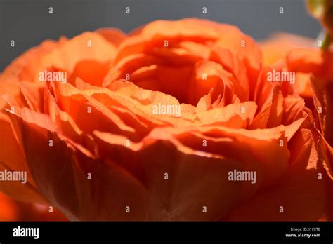 Beautiful Red Flower Macro Stock Photo Alamy