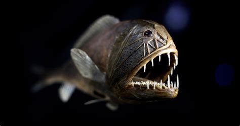 Weird Fishes On Behance Vlrengbr