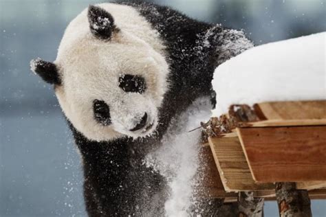 Cash Strapped Finnish Zoo May Have To Return Giant Pandas To China