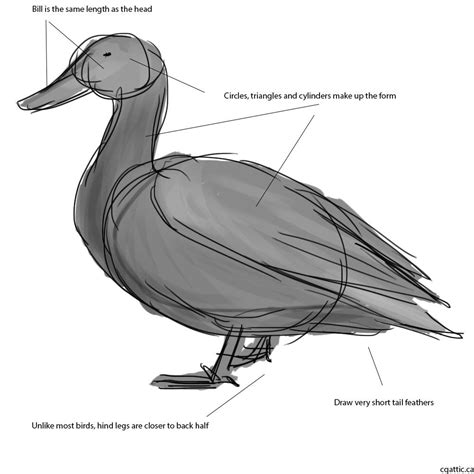 How To Draw A Realistic Duck Step By Step At Drawing Tutorials