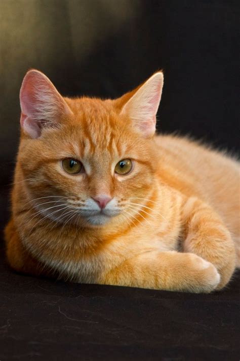 Ginger Tabby Cat Breeds Pets Lovers