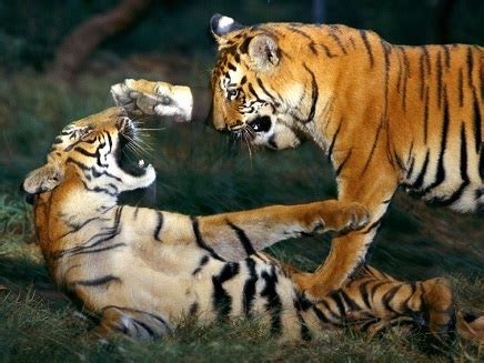 Tigres, leones, hienas, lobos, panteras, elefantes, jirafas, hipopótamos, etc. Tigre y tigresa enfrentandose | Animales en Video