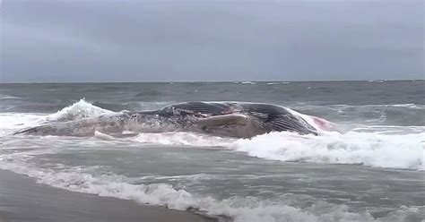 Whale Washed Ashore On Nj Beach Believed To Be Struck By Ship