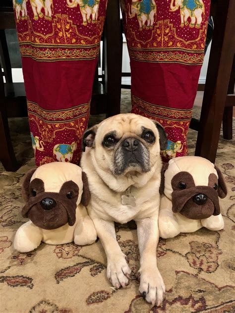 Can You Spot The Fakes Ifttt2g3nvxy Pugs Funny Pugs Pug Dog