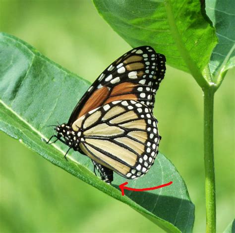 The milkweed they feed on as a caterpillar is actually a how do butterflies mate? INSECT METAMORPHOSIS: COMPLETE