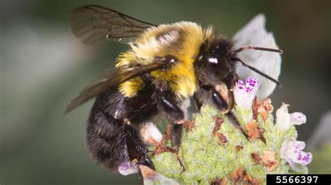 Two Spotted Bumble Bee Bombus Bimaculatus