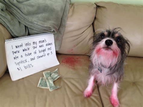 20 Hilarious And Adorable Pet Shaming Photos Page 2 Of 5
