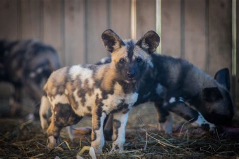 Endangered Painted Dog Pups Explore Their Exhibit Zooborns
