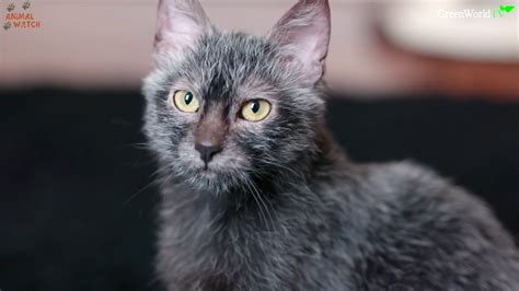 Lykoi A Recent Breed Of Cat Whose Sparse Dark Coats And Big Eyes Make