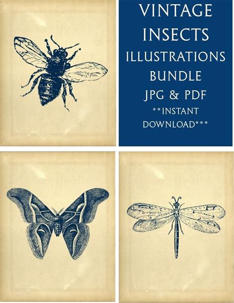 Vintage Insects Illustrations Printable Wall Art Set 8x10 Etsy