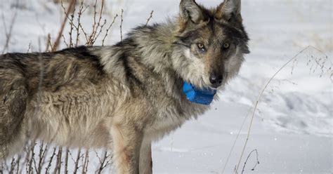 After Rising To Record 110 Mexican Wolves Endangered Animals Dropped To 97