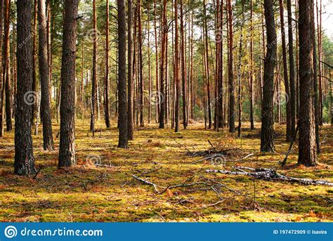 Autumn Pine Forest Pine Tree Trunks On Yellow Moss In Sunlight In The