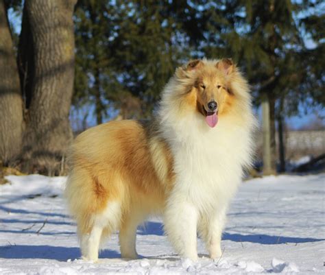 A breed of dog known for its herding ability 2. Scotch Collie (Scottish Collie) Info, Temperament, Puppies, Pictures
