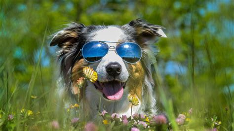 Wallpaper Furry Dog Sunglass Wildflowers Funny Animal 3840x2160 Uhd