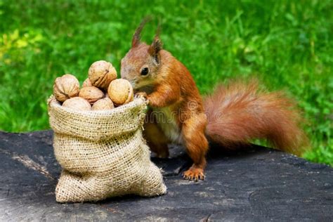 Hoarding Nut Squirrel Stock Photos Free And Royalty Free Stock Photos