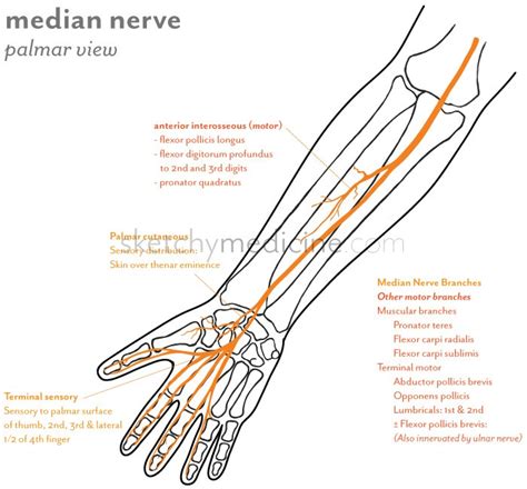 Median Nerve Distribution Sketchy Medicine