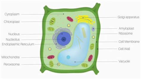 Plant Cell Definition Parts And Functions Biology Dictionary
