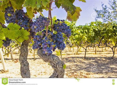 Vines And Grapes Stock Photo Image Of Vine Grape Black 77848616