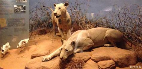 Chicago Il Man Eaters Of Tsavo