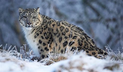 A Force Of Nature Protecting Mongolias Elusive Snow Leopards