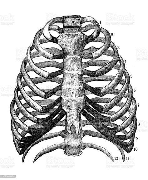 vetores de antiga ilustração da anatomia do corpo humano caixa torácica e mais imagens de