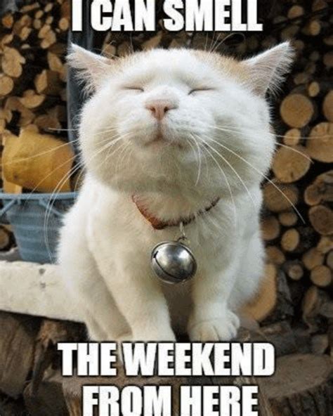 Almost The Weekend Cat Meme Meme Baby